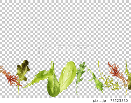 水彩のベビーリーフイラストの下フレーム 78525880