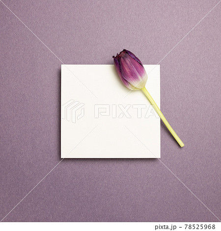 White memo pad and purple tulip flower on purple background. top view, copy space 78525968