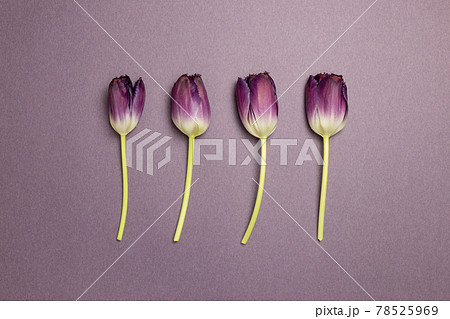 Purple tulip flowers on purple background. flat lay, top view, copy space 78525969