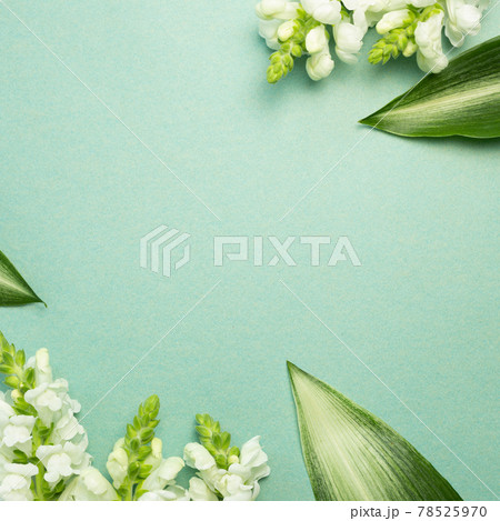 White snapdragon flowers on green background. flat lay, top view, copy space 78525970