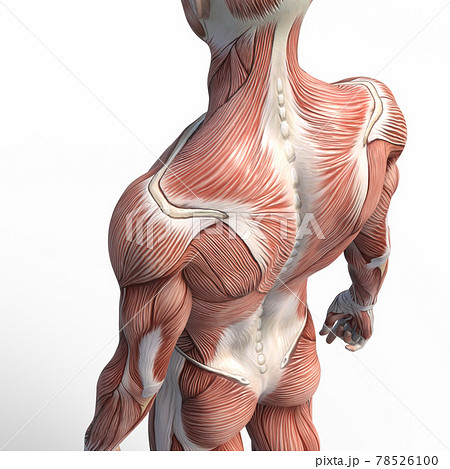 筋肉標本　男性　首　肩　背中　腕　perming3DCGイラスト素材 78526100