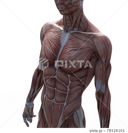 筋肉標本 男性 胸部 腹部 上半身 Perming3dcgイラスト素材のイラスト素材