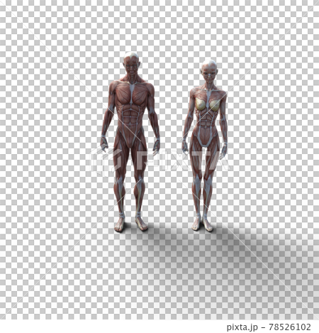肌肉標本,男女鳥瞰圖,全身燙髮3DCG插畫素材 肌肉標本,男女鳥瞰圖,全身燙髮3DCG插畫素材 78526102