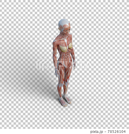 筋肉標本 女性 全身 俯瞰 Perming3dcgイラスト素材のイラスト素材