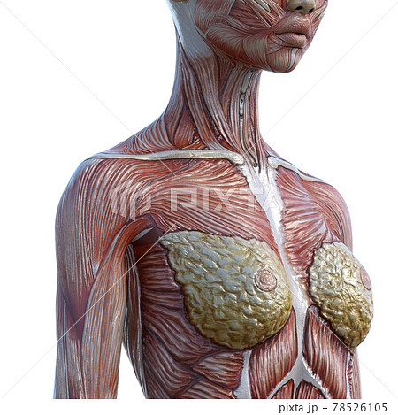 筋肉標本 女性 胸部 首 肩 上腕 Perming3dcgイラスト素材のイラスト素材