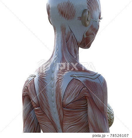 筋肉標本 女性 背中 肩甲骨 首 肩 Perming3dcgイラスト素材のイラスト素材