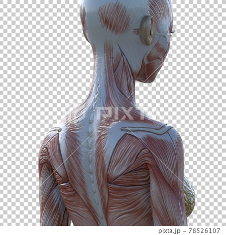 筋肉標本 女性 背中 肩甲骨 首 肩 Perming3dcgイラスト素材のイラスト素材