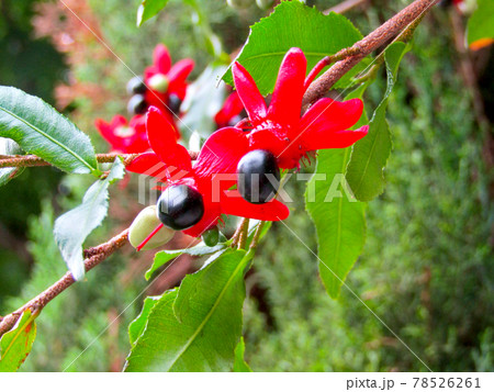 植物、オクナ・セルラタの花と実(ミッキーマウスの木) 植物、オクナ・セルラタの花と実(ミッキーマウスの木) 78526261