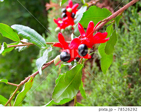 植物、オクナ・セルラタの花と実（ミッキーマウスの木） 78526292
