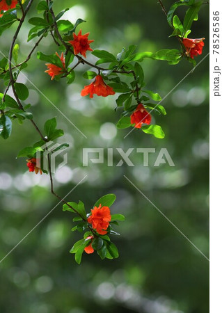 柘榴の花の写真素材