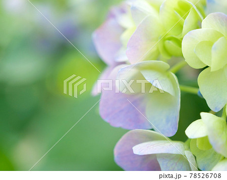 あじさいの花 クローズアップ 78526708