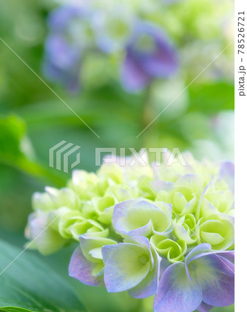 あじさいの花 クローズアップ あじさいの花 クローズアップ 78526721