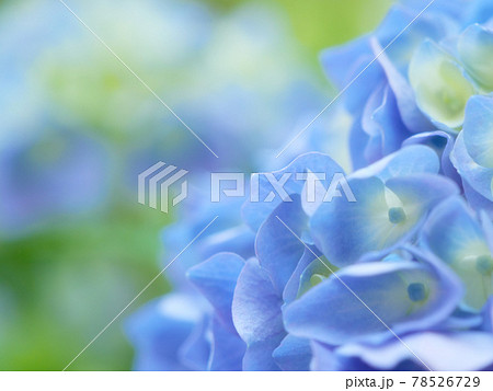 あじさいの花 クローズアップ あじさいの花 クローズアップ 78526729