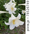 百合の花 78526749