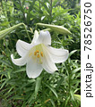 百合の花 78526750