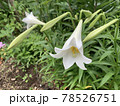 百合の花 78526751