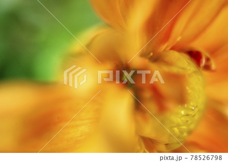 ドイツ製クラシックレンズのよるダリアの花のクローズアップ 78526798