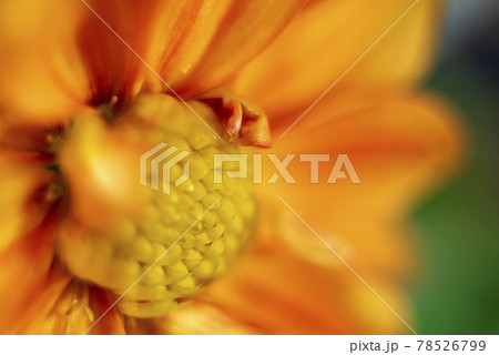 ドイツ製クラシックレンズのよるダリアの花のクローズアップ ドイツ製クラシックレンズのよるダリアの花のクローズアップ 78526799