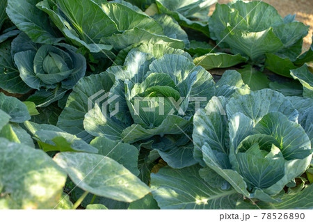 Fresh cabbage from farm field, cabbage in the garden 78526890