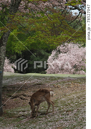 奈良公園の鹿と桜 78527047