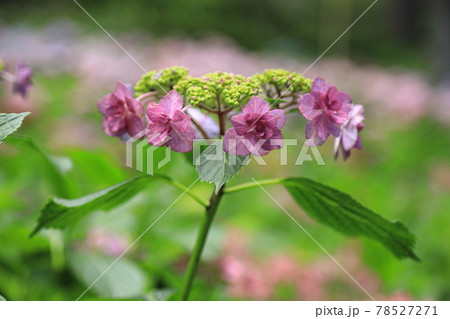 京都・三室戸寺　あじさい園 78527271