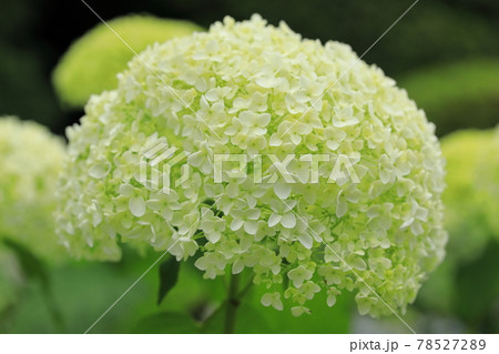 京都・三室戸寺 あじさい園 京都・三室戸寺 あじさい園 78527289