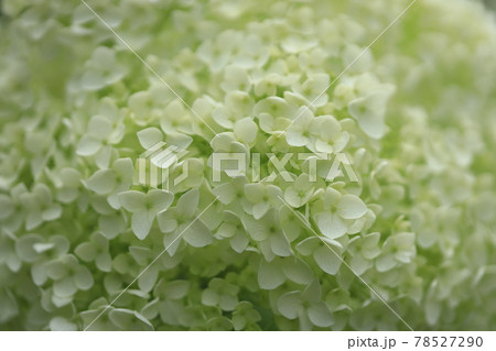 京都・三室戸寺　あじさい園 78527290