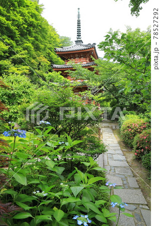 京都・三室戸寺　あじさいと三重塔 78527292
