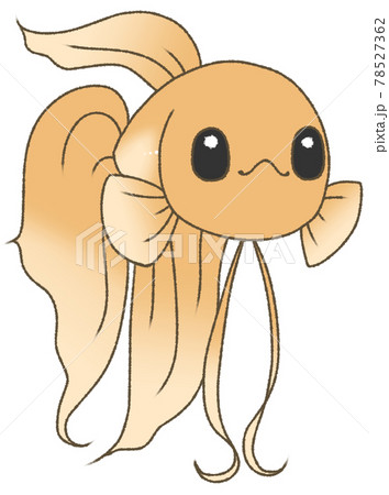 キラキラした瞳でこちらを見るベタ（橙色） 78527362