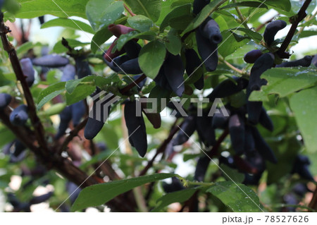 Growing honeyberries. Far Eastern delicacy Growing honeyberries. Far Eastern delicacy 78527626