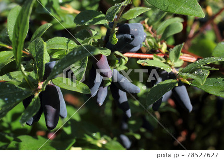Growing honeyberries. Far Eastern delicacy 78527627