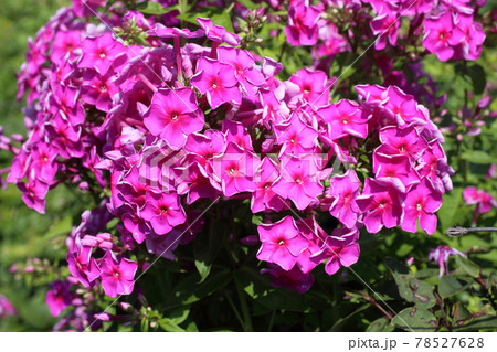 Pink phlox growing in garden Pink phlox growing in garden 78527628