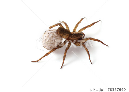 Wolf spider with cocoon isolated on white 78527640