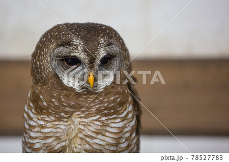 アフリカヒナフクロウ 78527783