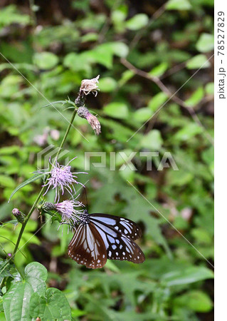 高尾山 アサギマダラ(浅葱斑) 高尾山 アサギマダラ(浅葱斑) 78527829