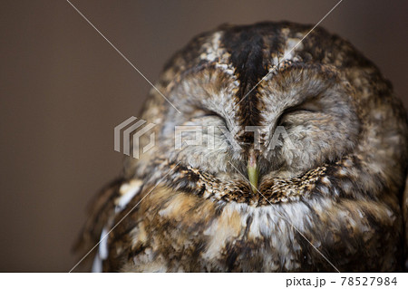 モリフクロウ寝顔 78527984