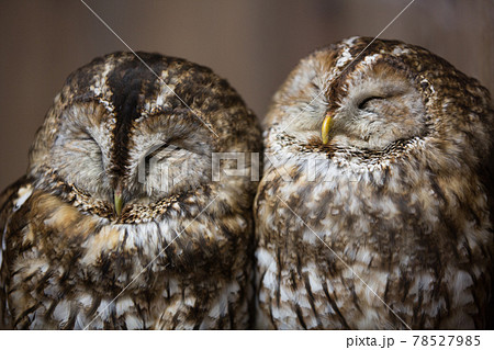つがいのモリフクロウ 78527985