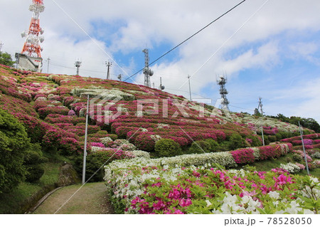 大平山　つつじ祭り 78528050