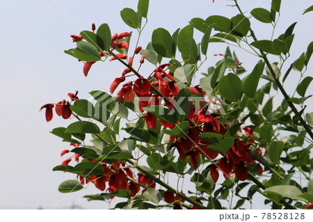 初夏の公園に咲くアメリカデイゴの赤い花 78528128