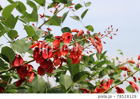 初夏の公園に咲くアメリカデイゴの赤い花の写真素材