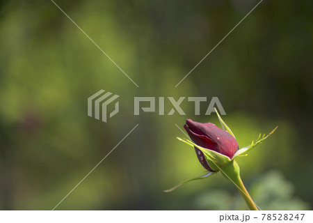 赤い薔薇の花の蕾 78528247