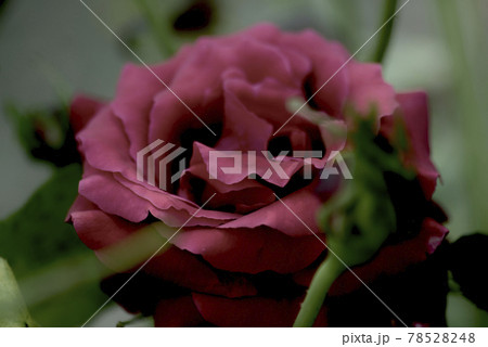 赤い薔薇の花 78528248