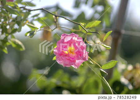 ピンク色の薔薇 78528249