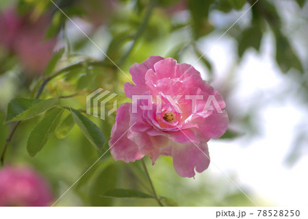 ピンク色の薔薇 78528250
