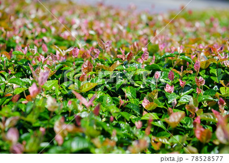 綺麗なハツユキカズラの花壇1の写真素材