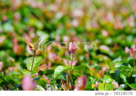 綺麗なハツユキカズラの花壇3 綺麗なハツユキカズラの花壇3 78528579