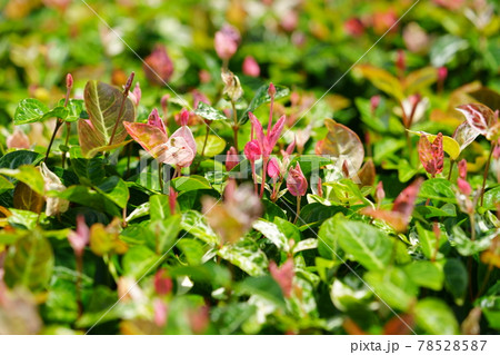 綺麗なハツユキカズラの花壇12 78528587