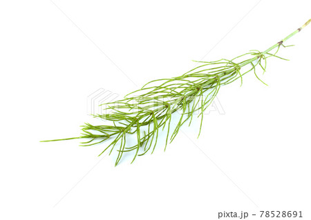Horsetail isolated on white 78528691