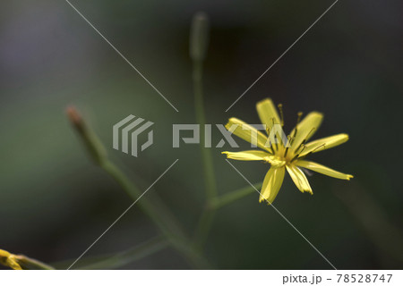 花苦菜 花苦菜 78528747