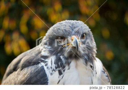 ヨゲンノスリアップ 78528822